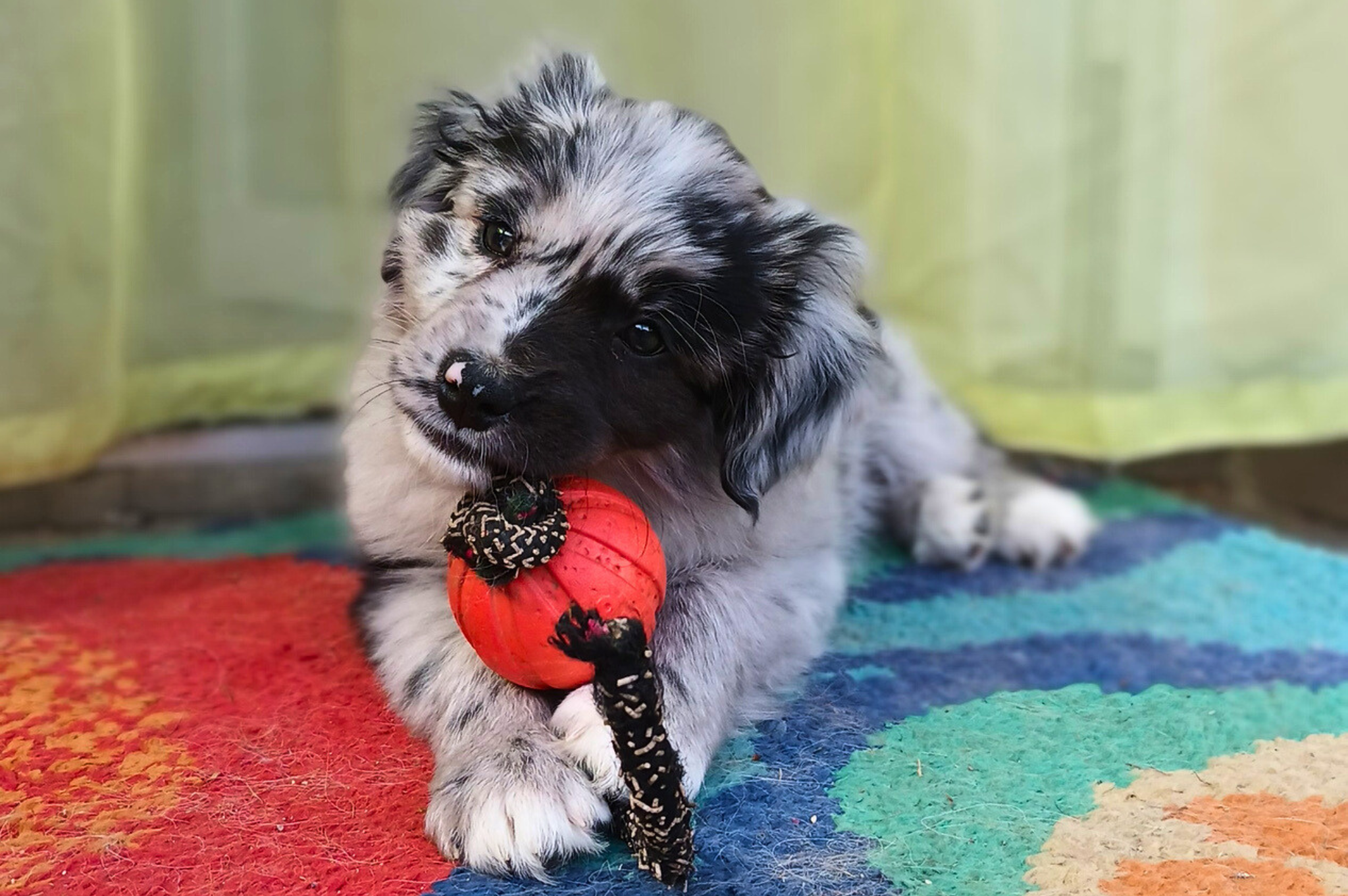 šteniatko hryzie hračku